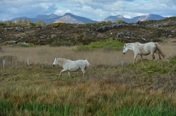 Discover Ireland's Charm through Dublin, Galway, and Connemara