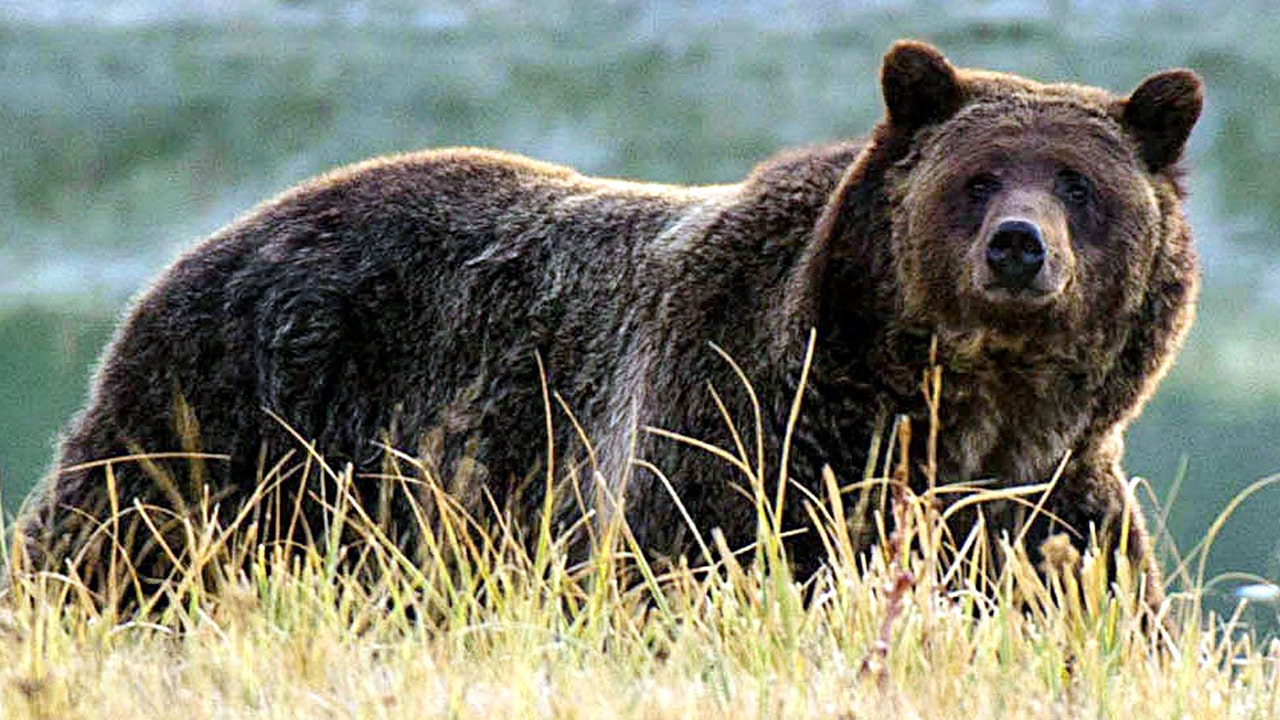 A hunter in Idaho was attacked by a grizzly bear in a sudden and unexpected incident.