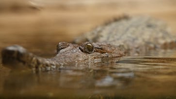 Toxic toads are kept from crocodiles with a 'nausea-inducing chemical' bait.