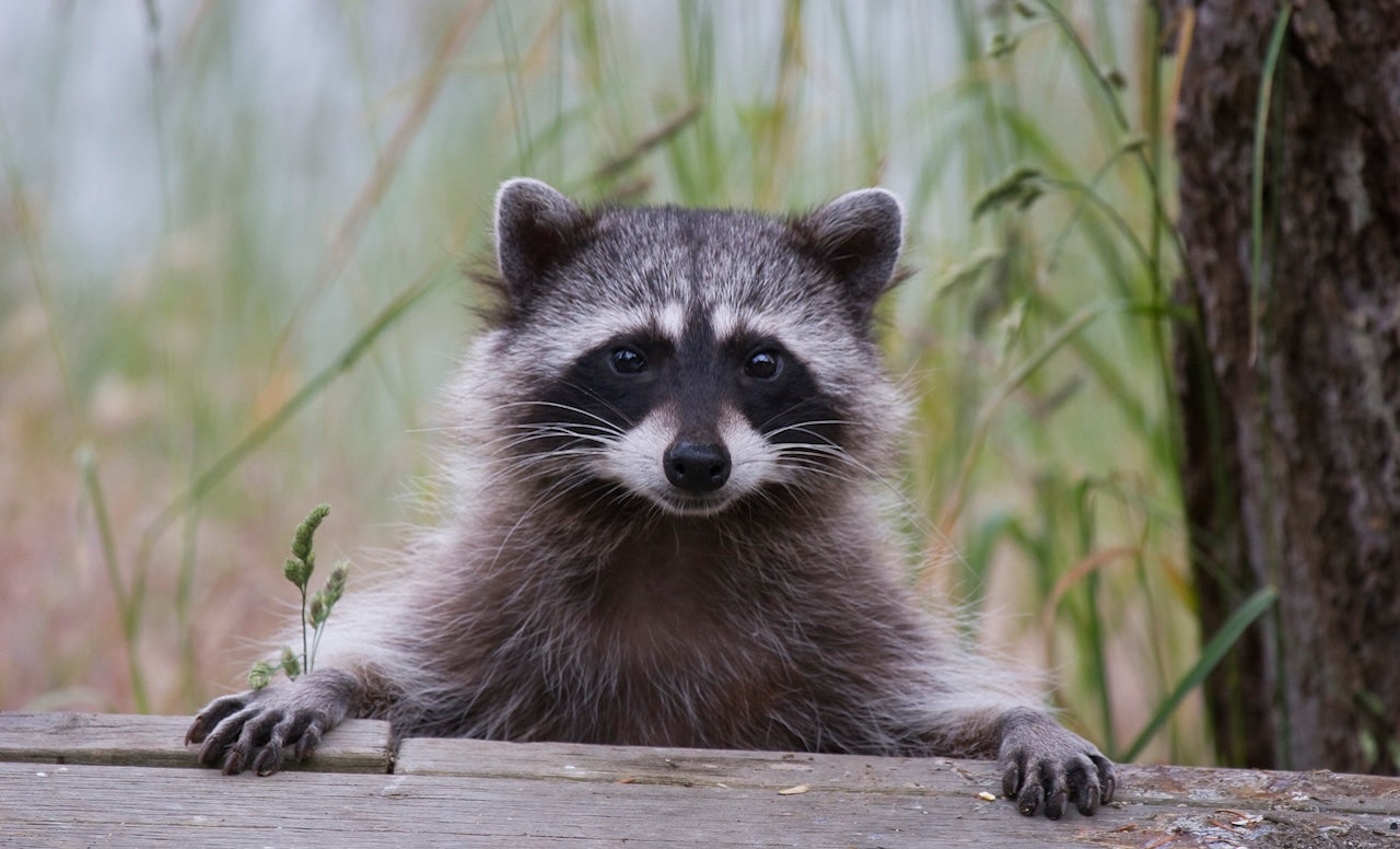 Health officials caution about the increase of raccoon roundworm infections in Los Angeles County.