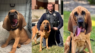 American Humane names a gentle giant as its 2024 Hero Dog for locating missing kids and other heroic deeds.