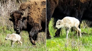 A Montana photographer reportedly captured 'mind-blowing' images of a rare white bison born at Yellowstone.