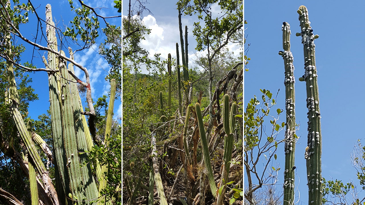 The Key Largo tree cactus is no longer found in the US: "I was astonished"