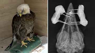 A bald eagle with a shot wound to its beak is being treated at a bird rehabilitation center in Missouri.