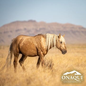 The Utah authorities are providing a $30,000 reward for any information regarding the shooting death of a wild horse.