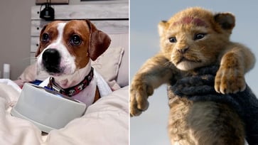 A dog's emotional reaction to 'The Lion King' on TikTok earns him viral status.