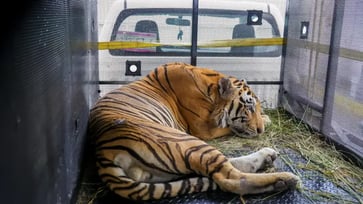 A tiger that escaped from a zoo in Mexico was captured after a weeklong search near a Texas border town.