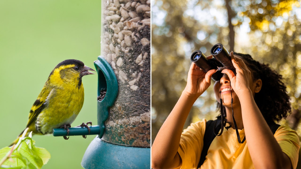 5 Must-Have Gifts for Avian Enthusiasts on Amazon