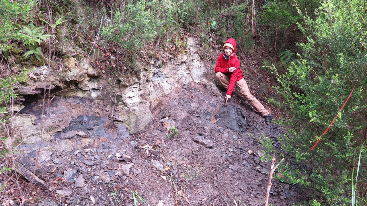 In a 53-million-year-old forest in Tasmania, ancient plant life was discovered.