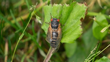 Across the US, billions of cicadas emerge from their slumber, creating a noisy commotion.