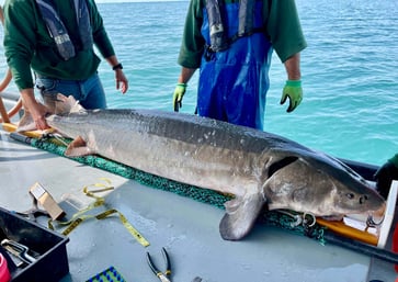 A 125-pound prehistoric fish, measuring over 6 feet in length, was caught by Michigan officials.