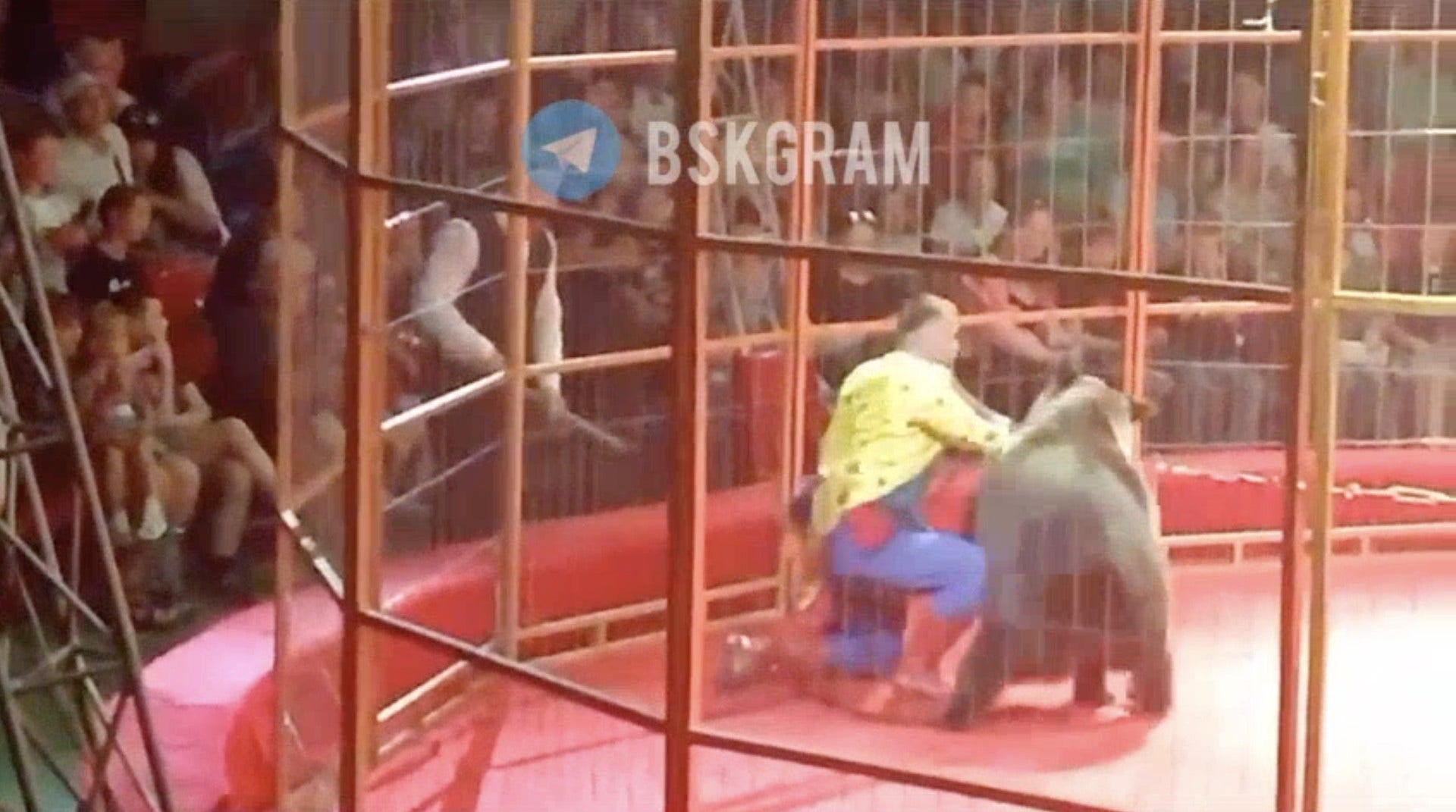 A trainer was attacked by an angry bear during a performance in front of hundreds of terrified children and parents.