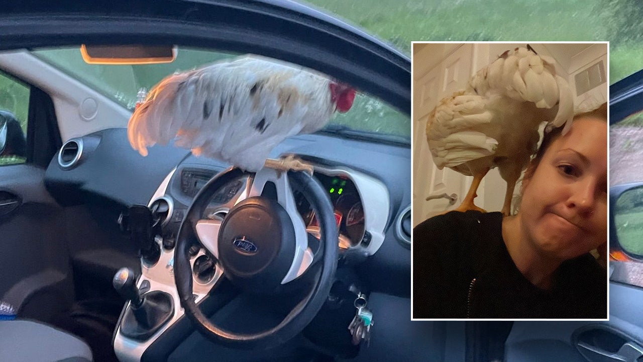 A bird flies into a woman's car while she's driving on a country road.