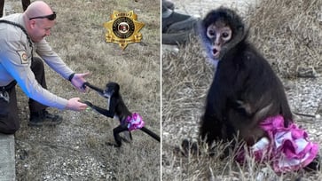 A monkey dressed in a tutu was discovered near the highway in a "bananas situation."