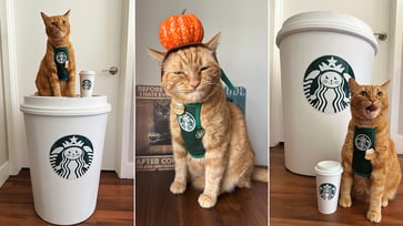 Cat owners spend $20K to dress their feline as a Starbucks barista.