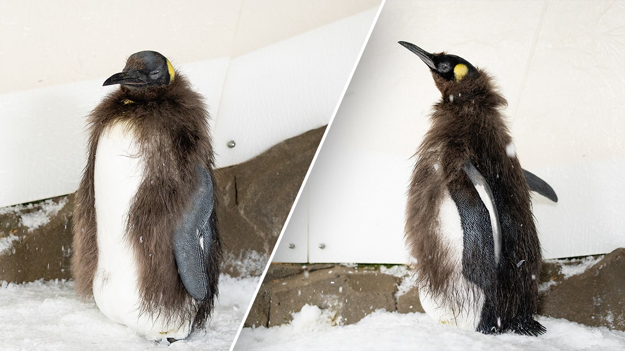 Pesto the penguin chick undergoes molting, experiences 'awkward teen' phase on social media.