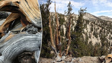 The bristlecone pine found in the Great Basin is the world's oldest tree, with an age of nearly 5,000 years.