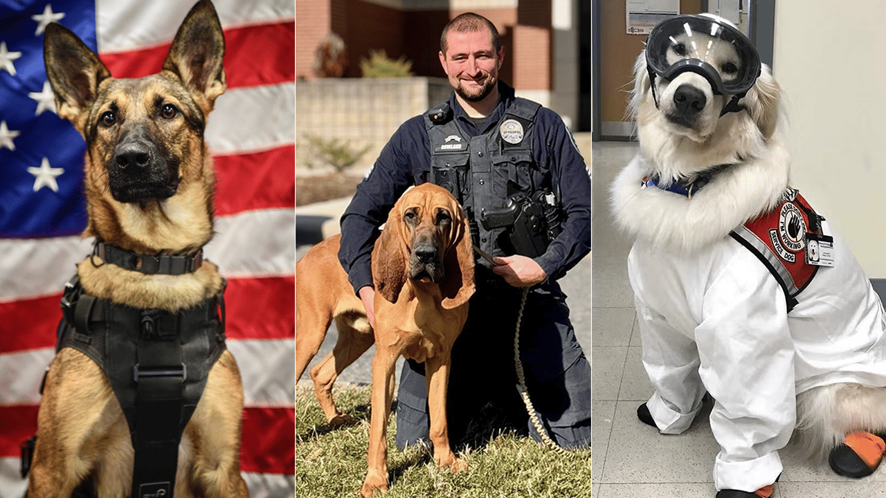 American Humane award nominates dogs who comfort sick children and leap out of helicopters.