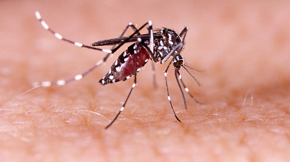 Local mosquitoes are responsible for the dengue fever cluster reported in Los Angeles County.