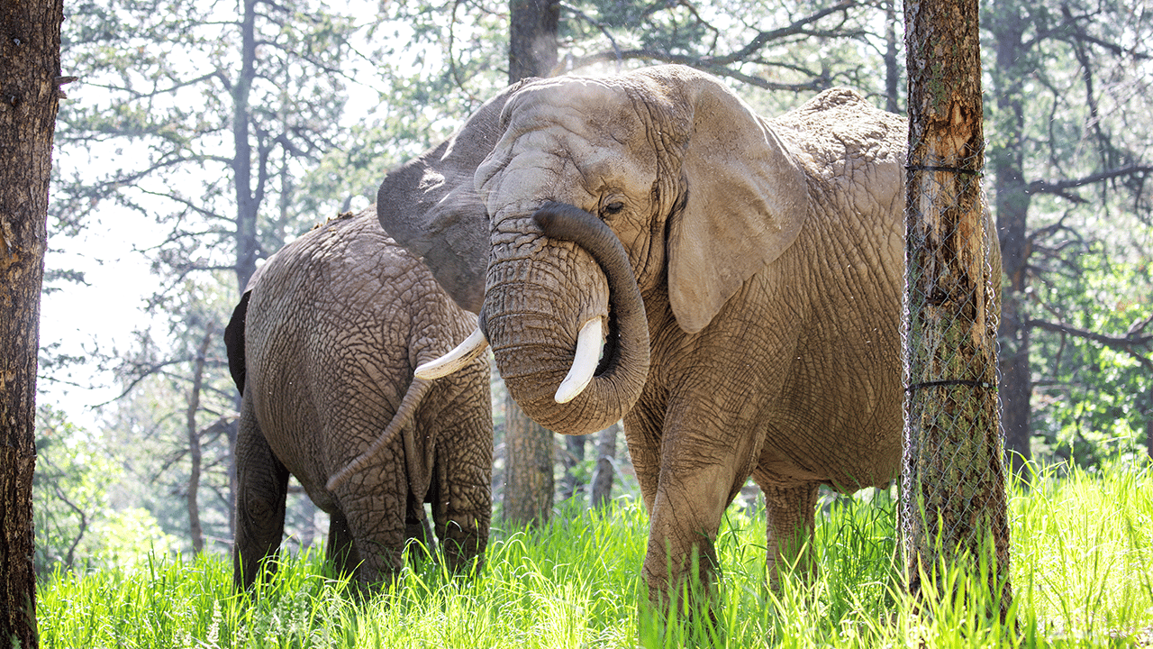 Zoo elephants in Colorado cannot seek release as they are not considered human.