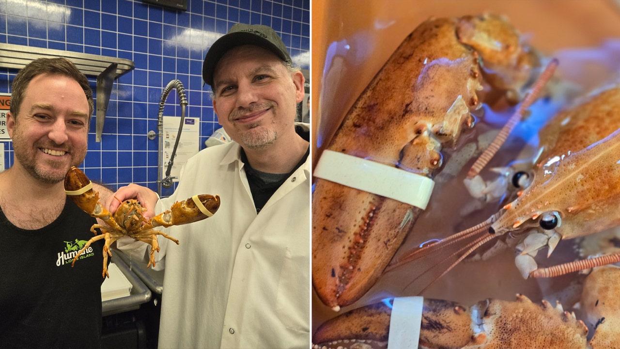 A '1-in-30 million' orange lobster, rescued from a New York supermarket, is released back into the wild.