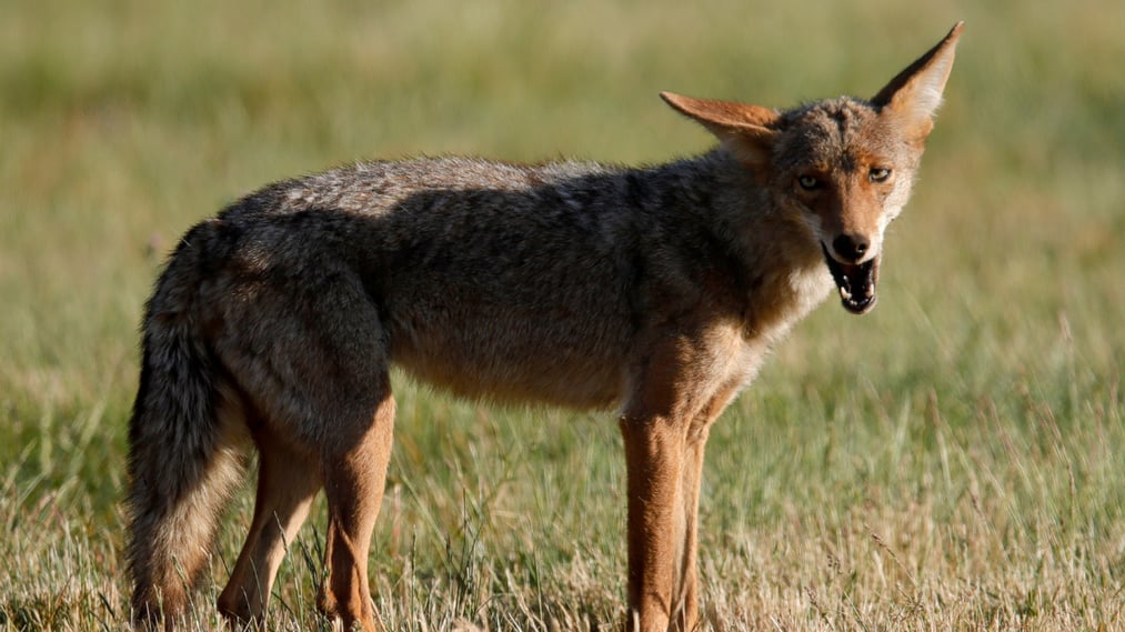 Authorities in Colorado are searching for a coyote following an attack on a young child.