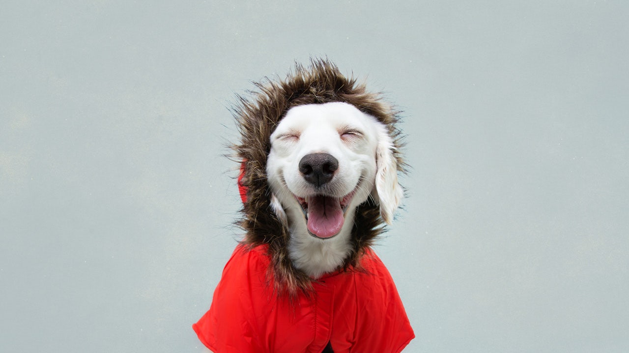 14 winter jackets to keep your dog warm on chilly walks