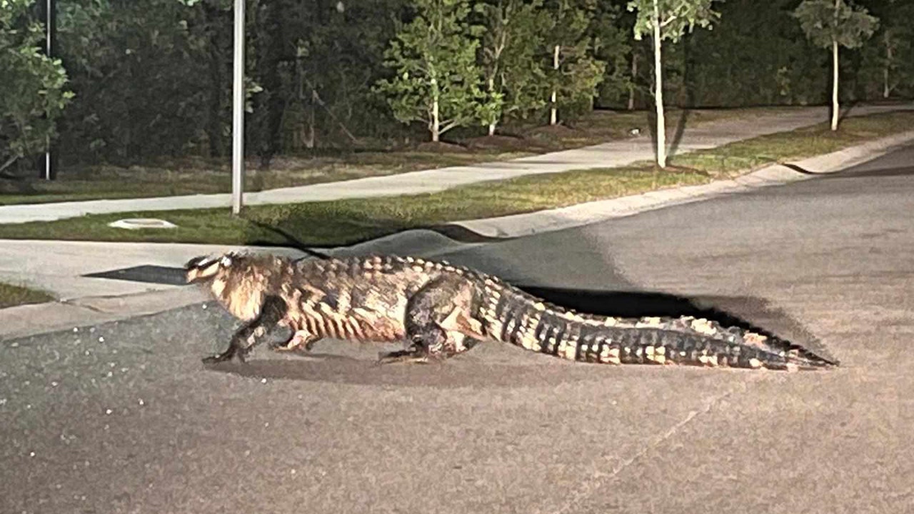 WATCH IT: Enormous 'neighborhood ruler' alligator saunters across the street