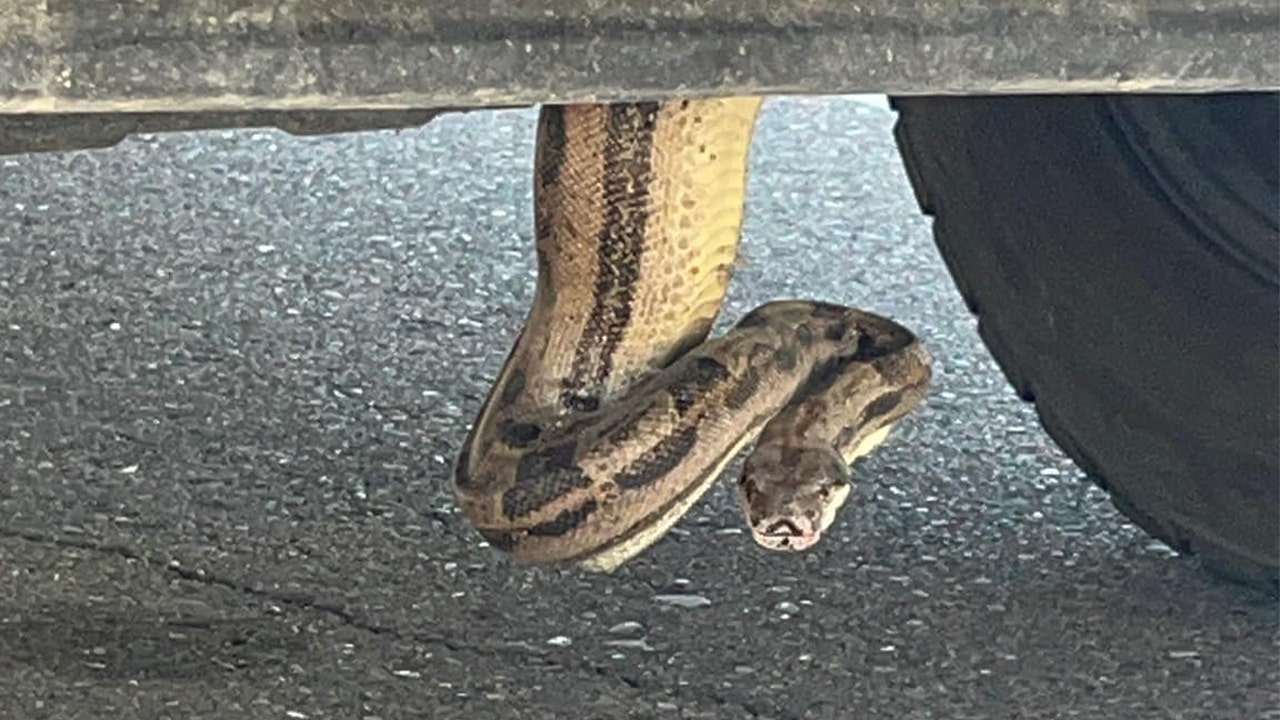 Firefighters in Arizona retrieve a boa constrictor from a pickup truck: "Atypical incident"