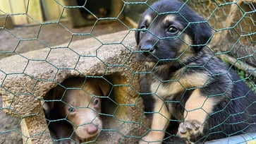 Military veterans and first responders to receive rescued puppies from Hurricane Helene.