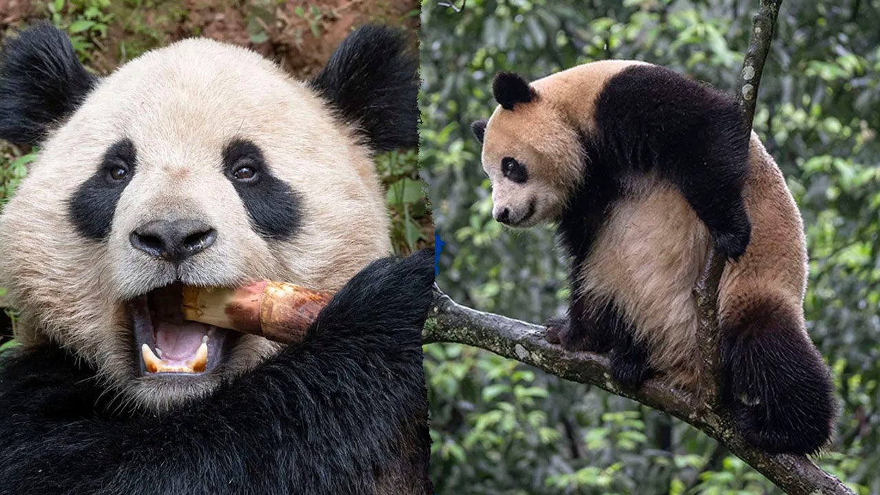 Two giant pandas from China make their debut at the San Diego Zoo as part of a crucial conservation collaboration.