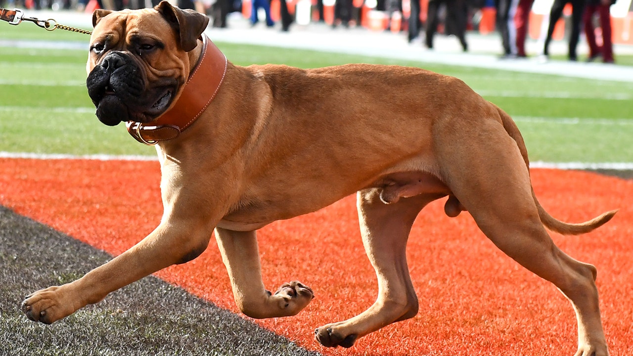 The Cleveland Browns are saddened by the loss of their bullmastiff mascot, while PETA urges the team to save a dog from a local animal shelter.