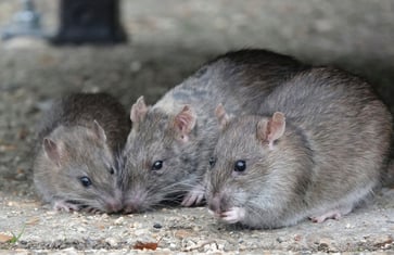 A death due to Lassa fever has been reported in a midwestern state, prompting the initiation of contact tracing.