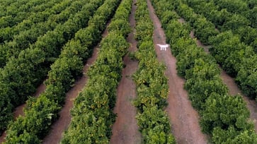 US fruit and nut farmers receive assistance from an African drone company through AI technology.