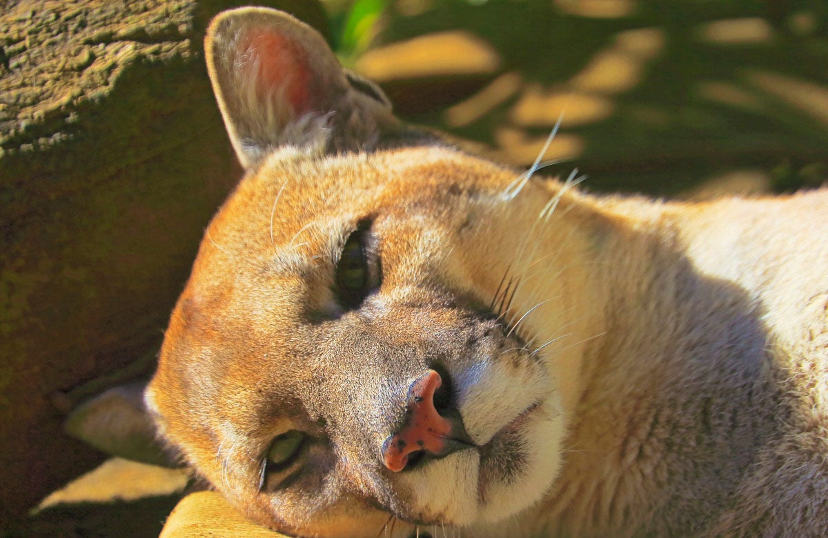 The bird flu virus is causing deaths among cats and zoo animals in the US as it continues to spread.