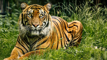 LSU football game criticized by Louisiana governor for featuring a live tiger.