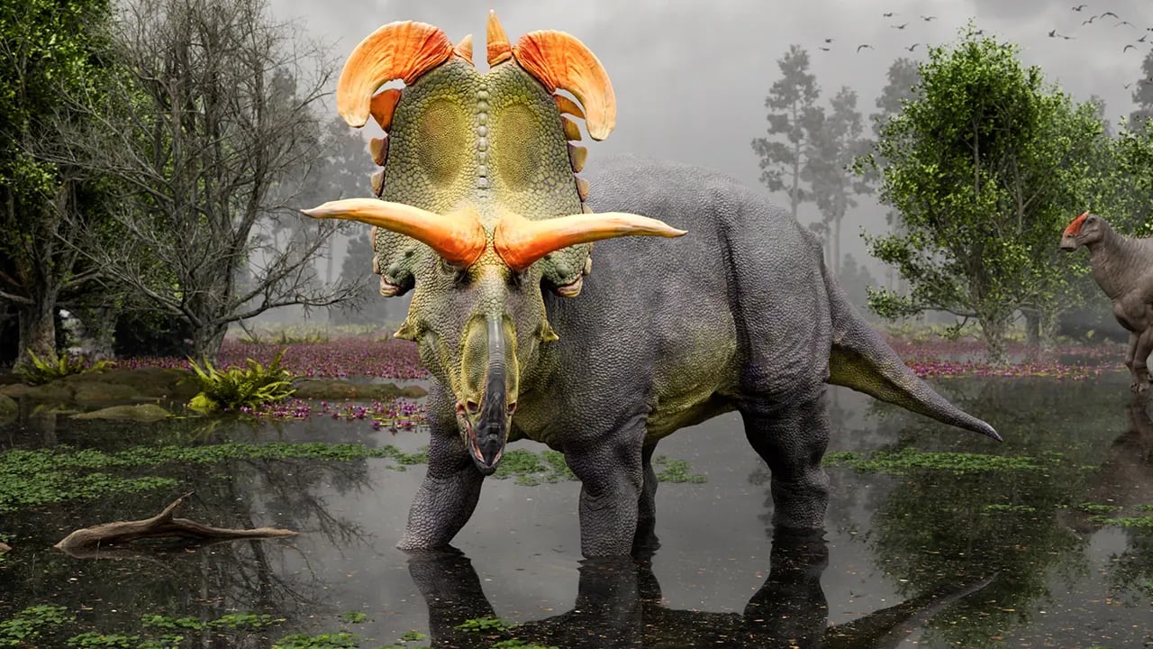 A new dinosaur species, Lokiceratops, has been discovered in Montana, according to researchers.