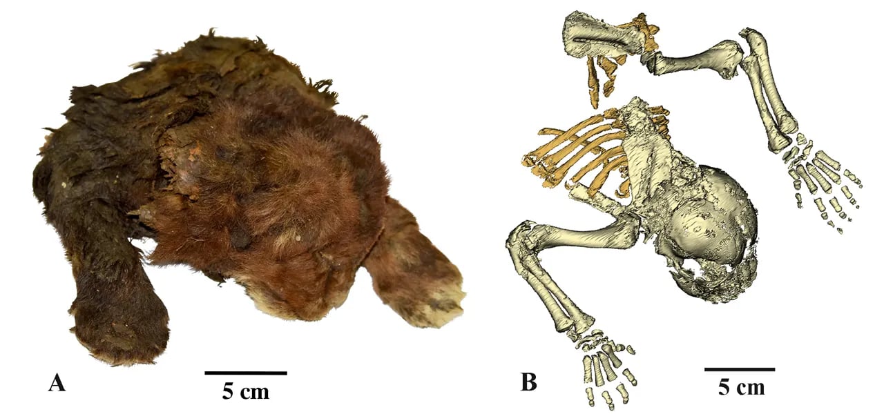 Researchers examine 'extremely uncommon' 35,000-year-old saber-toothed tiger cub's frozen remains.