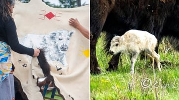 A rare white buffalo calf is born in Montana's Yellowstone, and its 'sacred' name is unveiled.