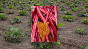 An expert shares the unique ways to incorporate rhubarb into your diet for maximum health benefits.