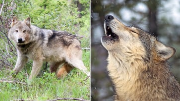 Washington officials will vote to delist the gray wolf as an endangered species.