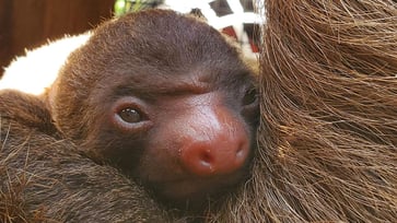 An adorable baby two-toed sloth has arrived at Zoo Atlanta.