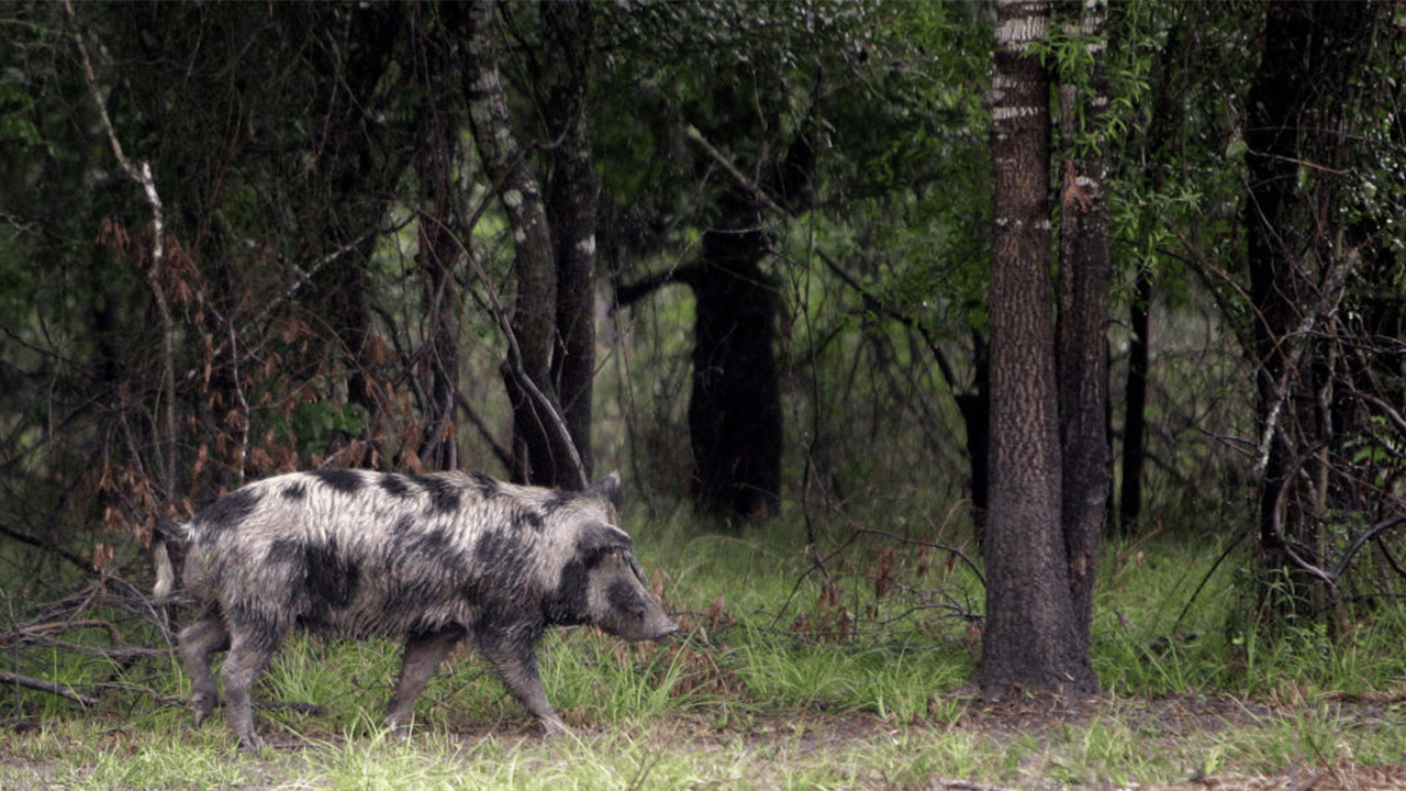 Texas town residents are frustrated by the feral hog infestation: 'I can't go out there and start blasting'