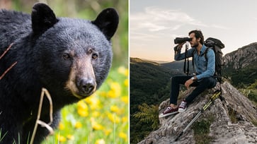 To avoid serious danger during encounters with black bears in America, practice 'bear awareness.