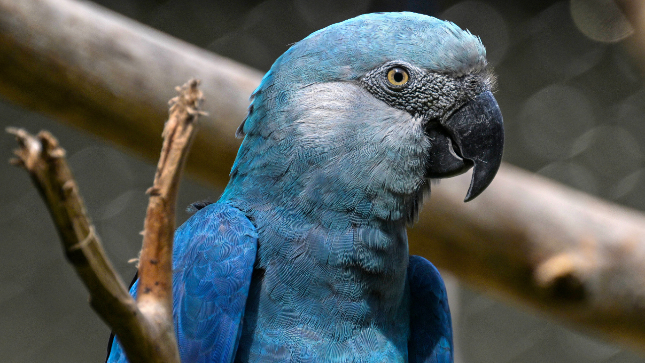 The Spix's macaw, a beloved character from the animated 'Rio' films, is under threat from climate change.