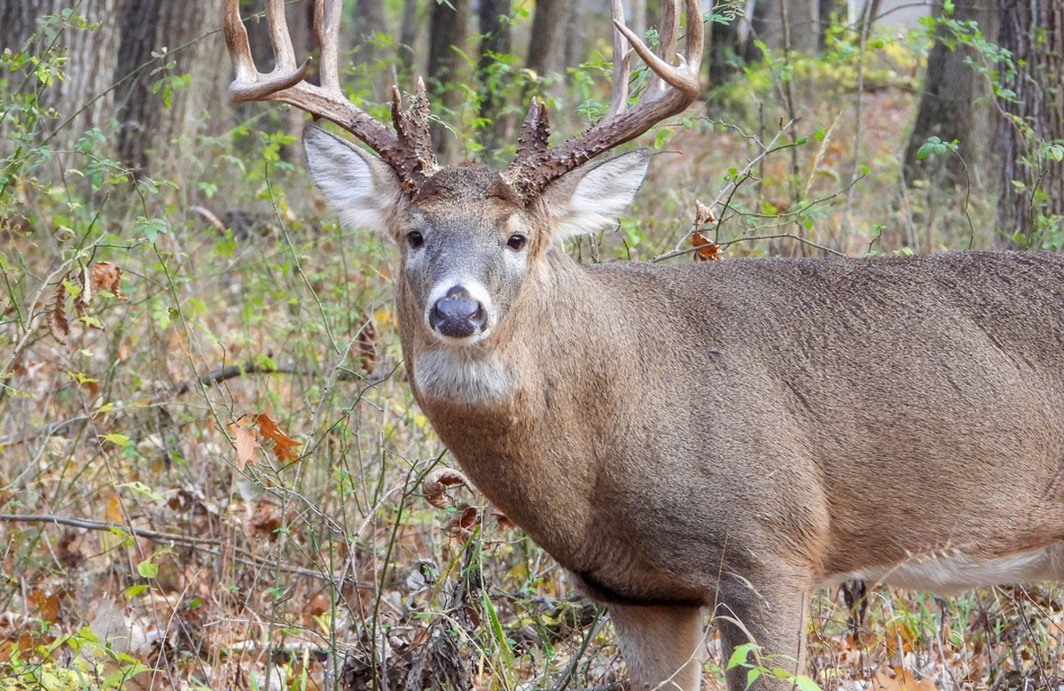 State department reports that hunters die of heart attacks while carrying heavy deer.