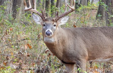 State department reports that hunters die of heart attacks while carrying heavy deer.