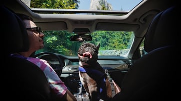 10 Tips for Road Tripping with Your Furry Friend